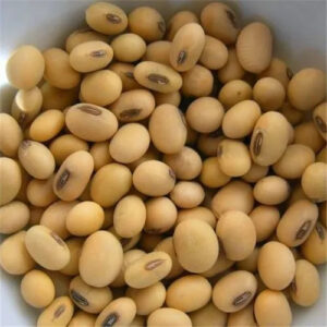 Pahadi Soyabean ( सोयाबीन )